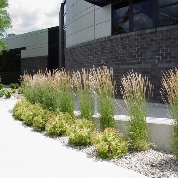 Feather Reed Grass Karl Foerster | Live Plants | Calamagrostis