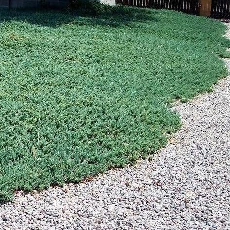 Blue Rug Juniper | Extra Large 3 Gallon Plant | Live Ground Cover Evergreen Shrubs for Landscaping, Garden, Slope Control - Drought Tolerant, Low Maintenance