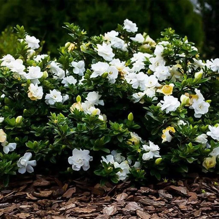 Gardenia Dwarf Radicans | Large Gallon Size Plants | Fragrant Blooming Shrub | Gardenia Jasminoides Cape Jasmine