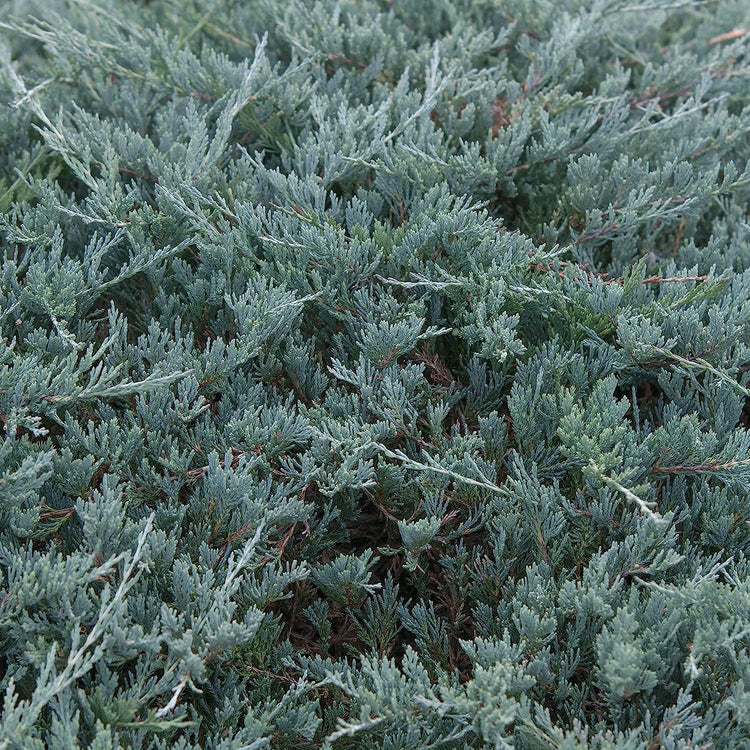 Juniper Blue Sargent | Live Gallon Size Plants | Juniperus Chinensis