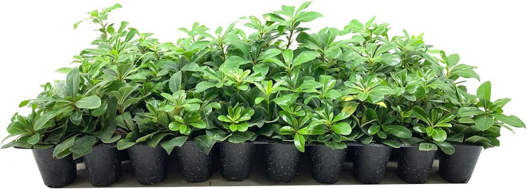 Compact Green Pittosporum | Live Plants | Pittosporum Tobira | Beautiful Fragrant Flowering Low Maintenance Shrub