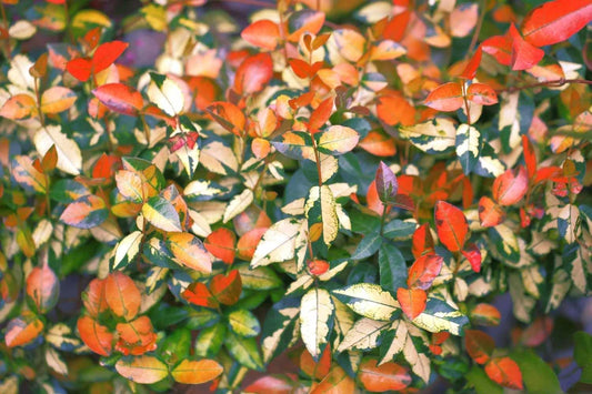 Summer Sunset Jasmine I Live 4 Inch Pots I Trachelospermum Asiaticum I Vibrant Orange-Red Blooms for Sunny Gardens, Easy-to-Grow, Drought-Resistant, Ideal for Patios and Landscaping