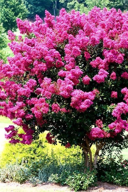 Crape Myrtle Pink Velour | Extra Large 3 Gallon Plants | Lush Magenta-Pink Blooms, Live Plant, Elegant Ornamental Shrub for Distinctive Garden Accents