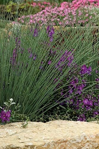 Blue Arrows Rush Grass - Juncus Inflexus - Live Plants - Drought Tolerant Low Maintenance