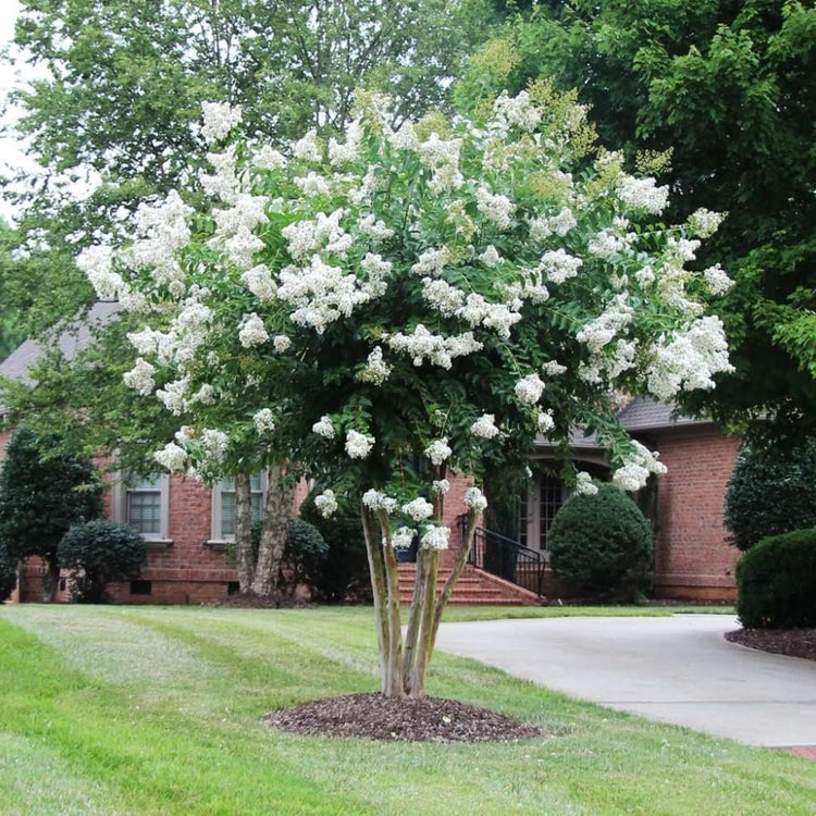 Crape Myrtle Natchez | Live Plants | Lagerstroemia Indica