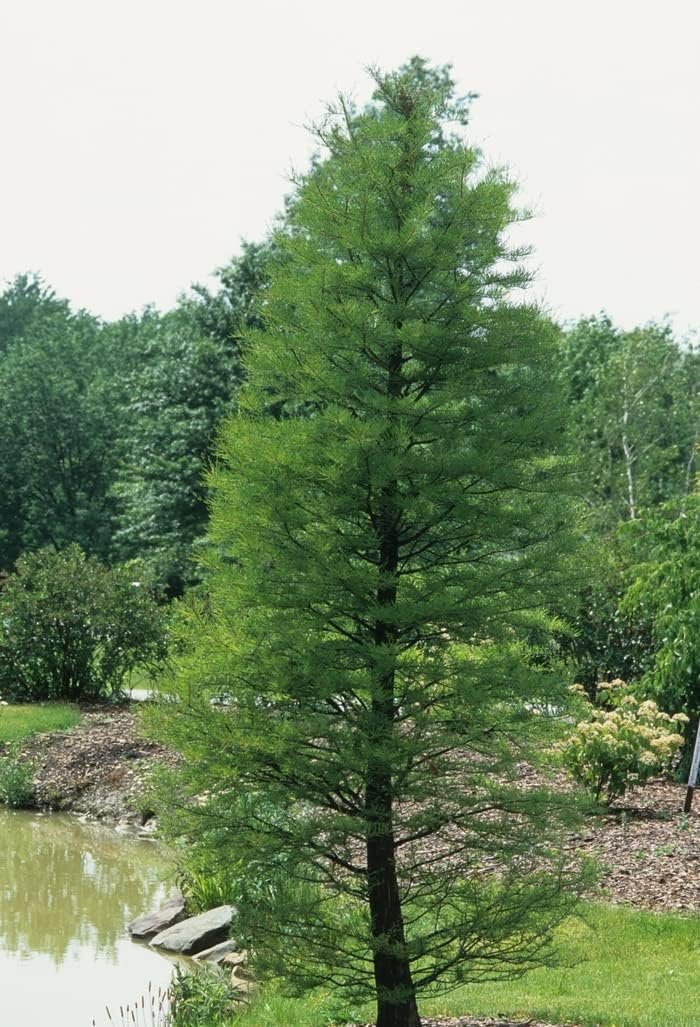 Pond Cypress | Live Trees | Taxodium Ascendens | Wet Tolerant Fast Growing Shade Tree