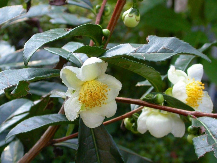 Camellia Sinensis - 6 Inch Container - Large & Beautiful Live Tea Plant - Brew Your Own Black, White, Green & Oolong Tea