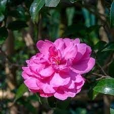 Camellia Sasanqua Sparkling Burgundy I Extra Large 3 Gallon Plants I Pink Flowering Radiant Deep Red Blooms, Live Plant for Gardens & Patios, Elegant Ornamental Shrub (1 Plant)