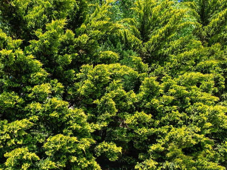 Murray Cypress | Large Gallon Size Containers | Cupressus x Leylandii