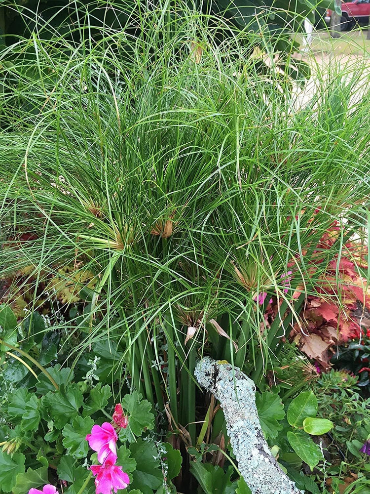 Nile Queen Papyrus | Live Plants | Cyperus Shade & Wet Tolerant Aquatic Foliage