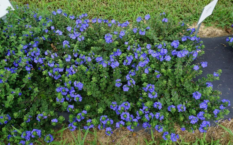 Beach Bum Blue I Large Gallon Size Plants I Evolvulus Glomeratus I Live Low-Maintenance, Drought-Resistant, Ideal for Coastal Gardens (3 Plants)