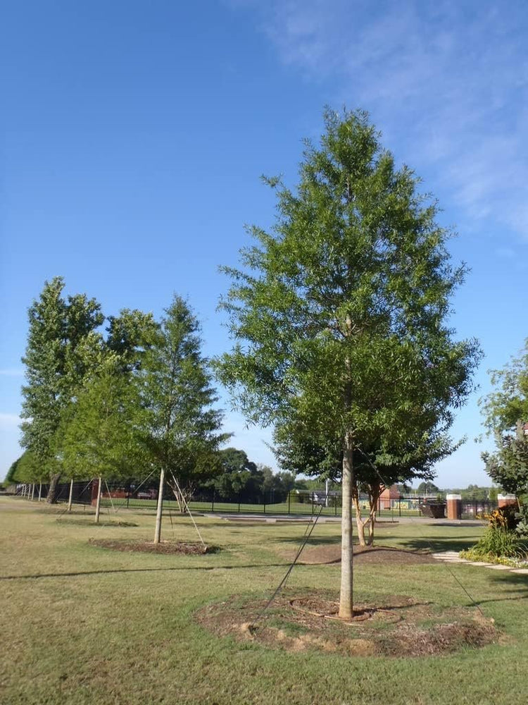 Willow Oak Tree | Live Plants | Quercus Phellos | Beautiful Unique Fast Growing and Hardy Shade Tree