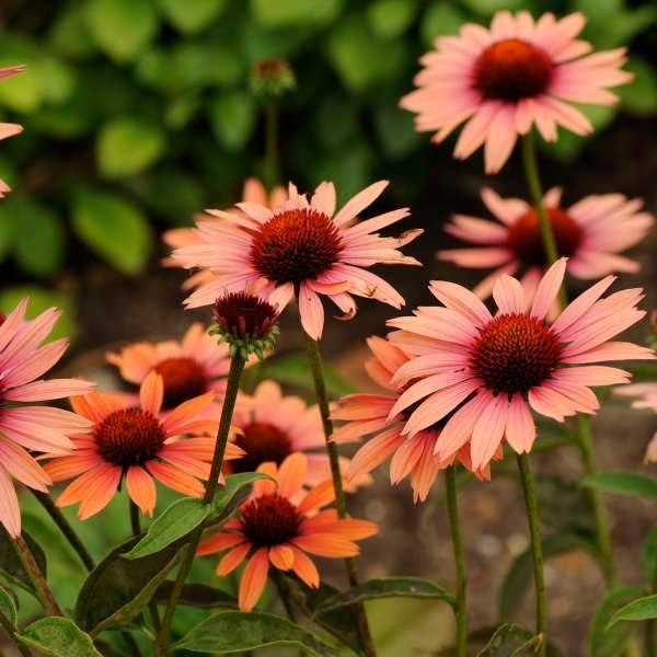 Echinacea "Sundown" | Live Plants | Coneflower Striking Orange Bloom Perennial | Low-Maintenance | Ideal for Sunset Gardens