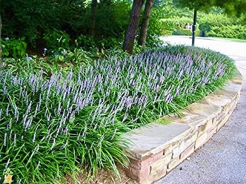 Big Blue Liriope Muscari - Live 4 Inch Pots - Drought Tolerant Low Maintenance Evergreen Plants Grass Lilyturf