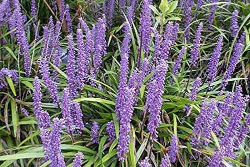 Big Blue Liriope Muscari | Tray | Drought Tolerant Low Maintenance Evergreen Grass Lilyturf