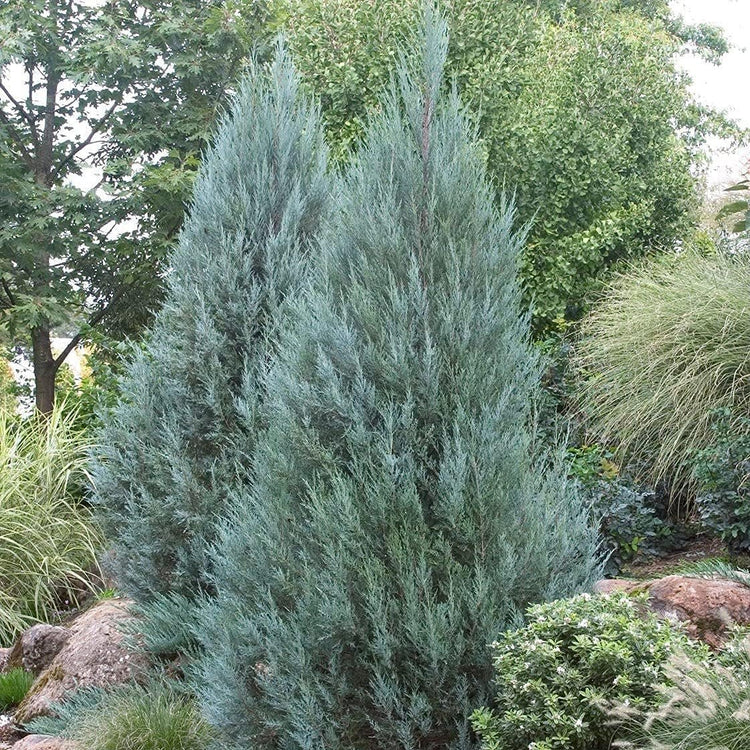 Moonglow Juniper | Live Gallon Size Trees | Juniperus Scopulorum | Hardy