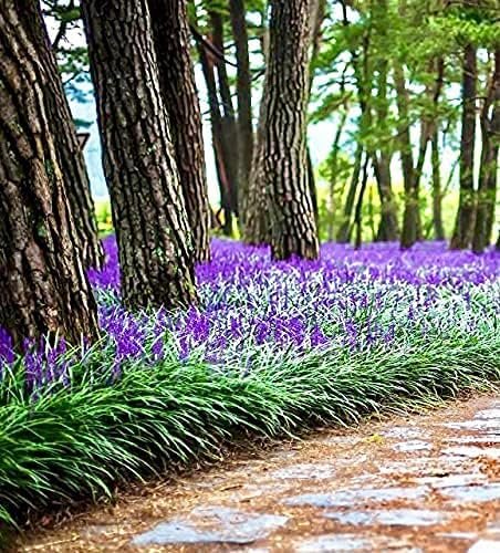 Big Blue Liriope Muscari - Plants Gallon Size - Low Maintenance Drought Tolerant Evergreen Live Grass Lilyturf