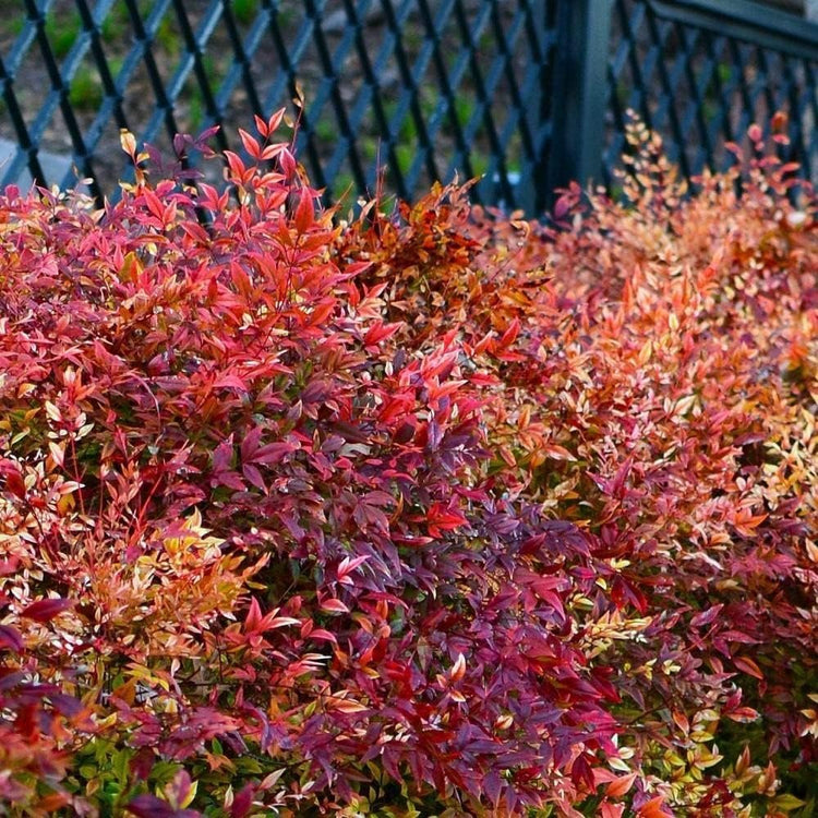 Firepower Heavenly Bamboo | Large Gallon Size Plant | Nandina Domestica | Brilliant Colorful Low Maintenance Foliage