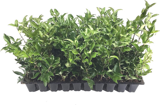 Curled Leaf Privet - Ligustrum Japonicum Recurvifolium | Live Plants