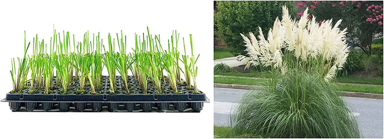 Pampas Grass Blue Bayou | Live Plants | Cortaderia Selloana | Dwarf Low Maintenance Drought Tolerant Ornamental Grass