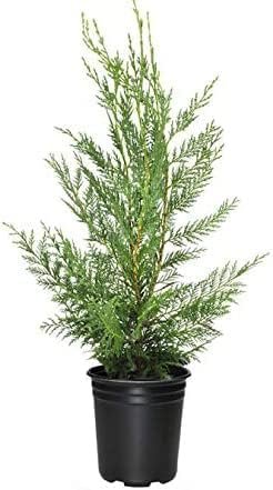 Murray Cypress | Large Gallon Size Containers | Cupressus x Leylandii