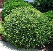 Helleri Holly Shrub | Live Plants I Ilex Cornutal | Compact Evergreen Ideal for Low Borders, Formal Gardens and Ornamental Plantings, Dense, Small Leaves for Refined Look (20 Plants)