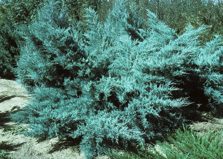 Blue Pfitzer Juniper | Live Gallon Size Plant | Juniperus Chinensis | Evergreen Cold Hardy Drought Tolerant Groundcover