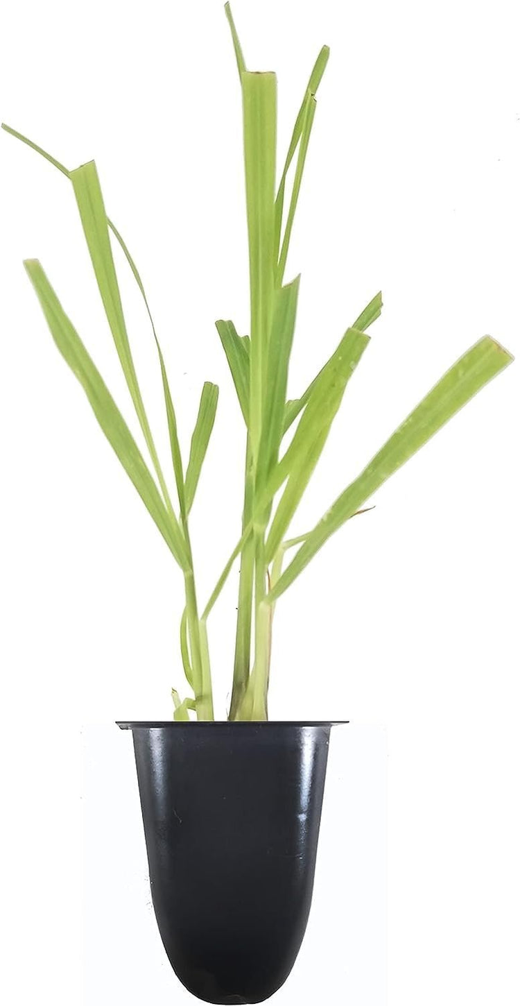 Cymbopogon Nardus Citronella Grass | Live Plants | Perfect for Outdoor Gardens and Patio Decor, Easy-to-Grow Aromatic Plant