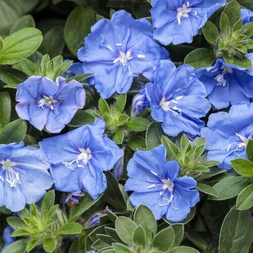 Blue Daze | Large Gallon Size Plants | Evolvulus Glomerata | Low Maintenance Drought Tolerant Blooming Groundcover