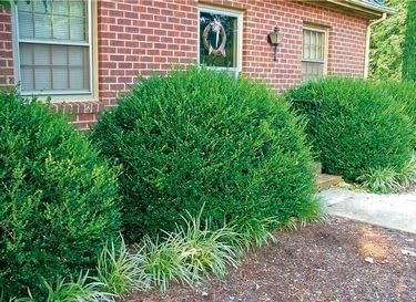 Wintergreen Boxwood | Live Quart Size Plants | Dense Evergreen Foliage