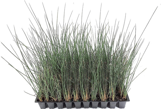 Blue Arrows Rush Grass - Juncus Inflexus - Live Plants - Drought Tolerant Low Maintenance