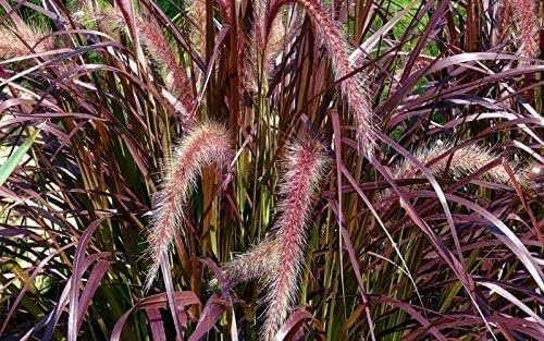 Red Fountain Grass | Live Plants | Pennisetum Setaceum Rubrum | Blooming Ornamental Grass