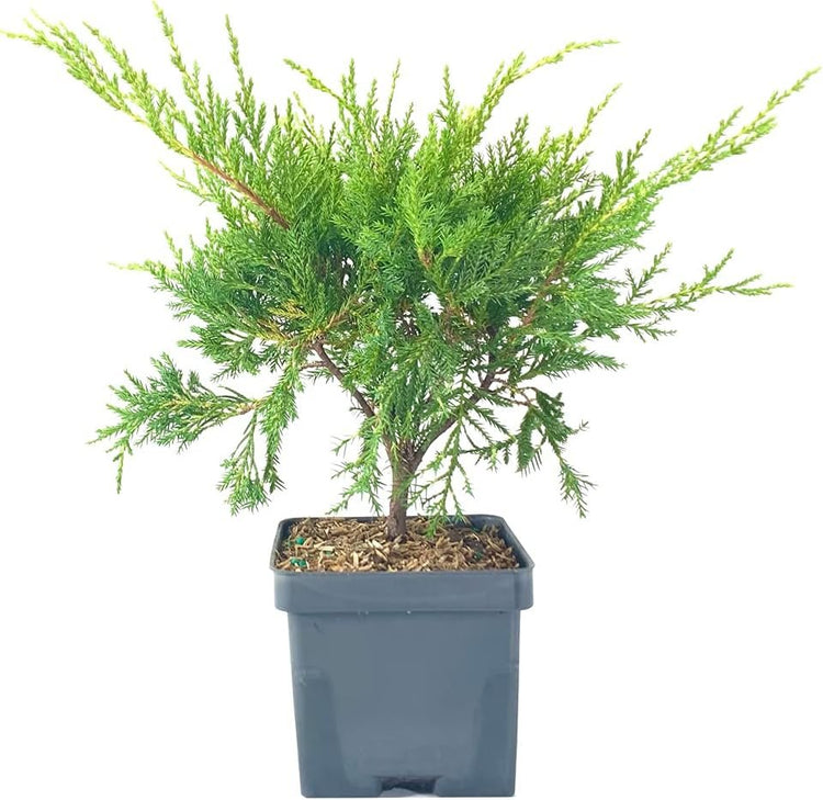 Gold Star Juniper | Live 4 Inch Pots | Juniperus Chinensis | Drought Tolerant Cold Hardy Evergreen Groundcover Plants