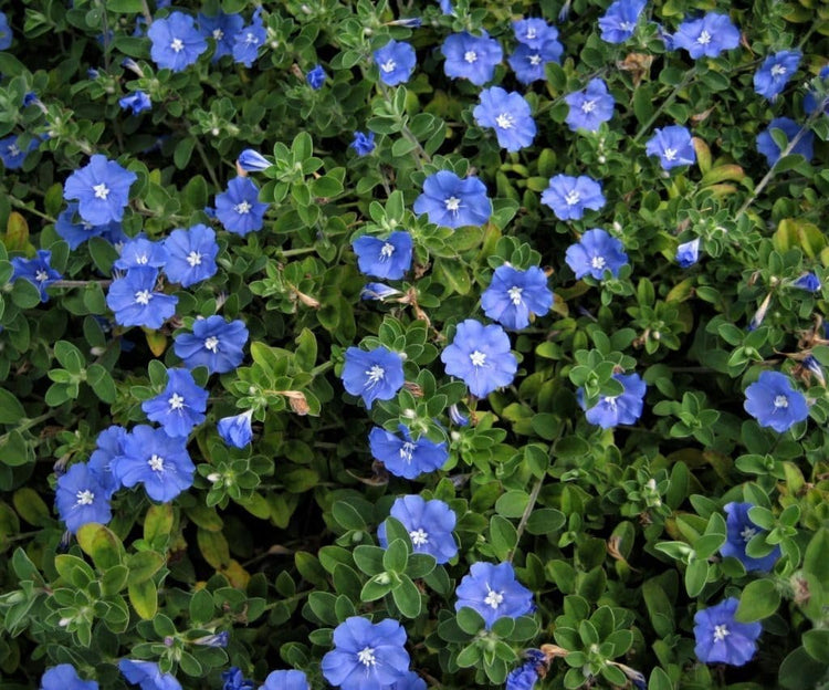 Beach Bum Blue I Large Gallon Size Plants I Evolvulus Glomeratus I Live Low-Maintenance, Drought-Resistant, Ideal for Coastal Gardens (3 Plants)