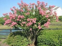 Crape Myrtle Hopi Rose Pink | Extra Large 3 Gallon Plants | Soft Rose-Pink Blossoms, Live Plant, Ornamental Shrub for Tranquil Garden Settings