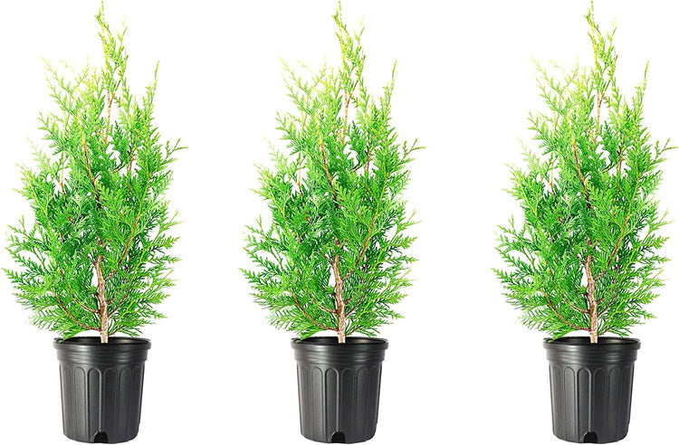 Green Giant Arborvitae | Live 1 Gallon Trees | Thuja Plicata | Evergreen Privacy Screening Plants