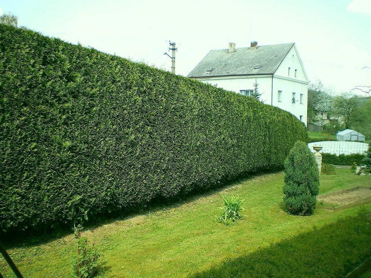 Murray Cypress Tree | Live Plants | Upright Evergreen Privacy Screen | Cupressus x Leylandii