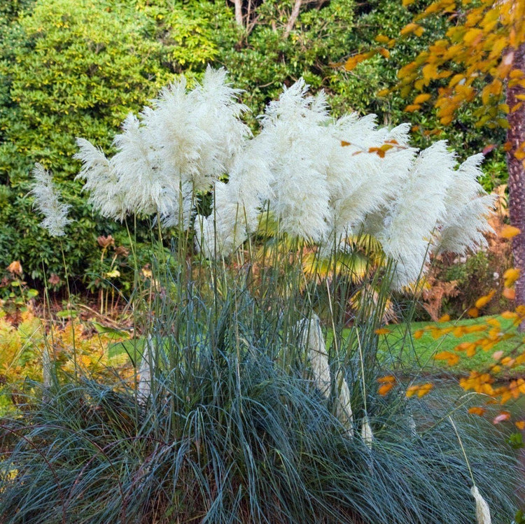 Pampas Grass Blue Bayou | Live Plants | Cortaderia Selloana | Dwarf Low Maintenance Drought Tolerant Ornamental Grass