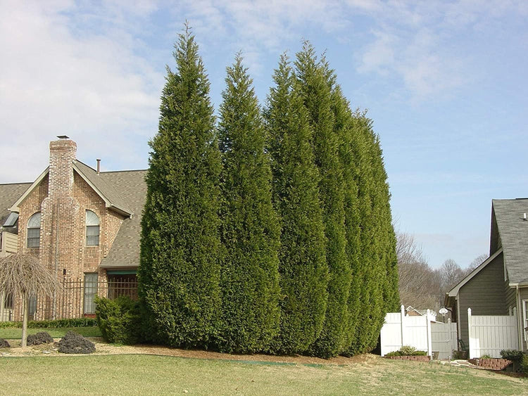 Murray Cypress Tree | Live Plants | Upright Evergreen Privacy Screen | Cupressus x Leylandii