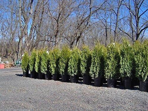 Thuja Blue Cone Arborvitae Qty 60 Live Plants Evergreen Privacy Hedge