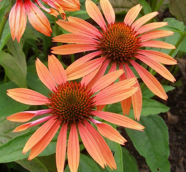 Echinacea "Sundown" | Live Plants | Coneflower Striking Orange Bloom Perennial | Low-Maintenance | Ideal for Sunset Gardens