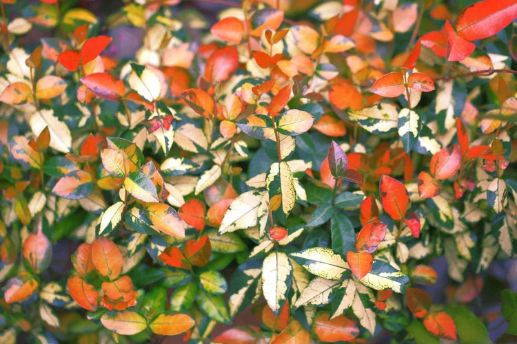 Summer Sunset Jasmine I 2 Large Gallon Size Plants I Trachelospermum Asiaticum I Live Radiant Orange-Red Flowers for Full Sun Gardens, Drought-Tolerant, Vibrant Blooms