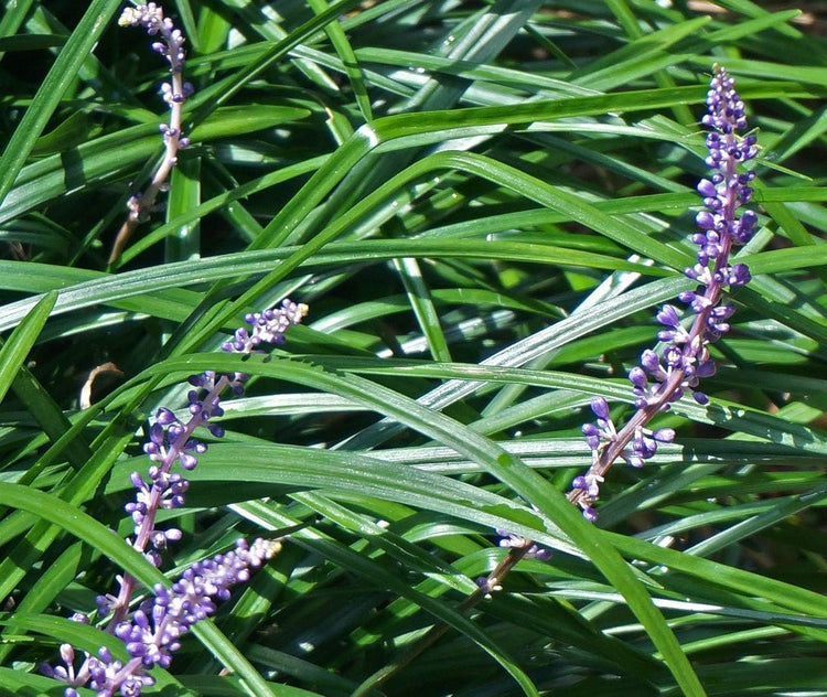 Super Blue Lilyturf - Liriope Muscari - Live 4 Inch Pots - Drought Tolerant Low Maintenance Groundcover Plants