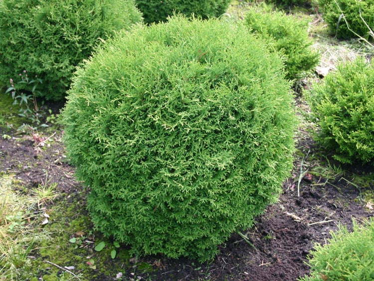 Arborvitae Little Giant | Extra Large 3 Gallon Plants | Compact & Dense Evergreen, Ideal for Small Spaces, Borders & Landscape Accents, Hardy, Low-Maintenance & Resilient Outdoor Plant (1 Plant)