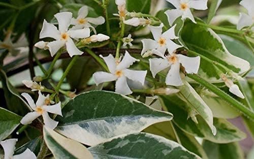 Confederate Jasmine Variegated - Live Plants - Trachelospermum Jasminoides Variegatum - Fragrant Blooming Evergreen Vine