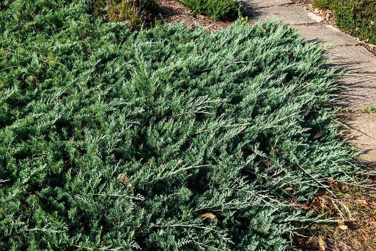 Hughes Juniper | Live 4 Inch Pots | Drought-Tolerant Evergreen for Landscaping, Privacy Screens, and Bonsai, Easy-to-Grow