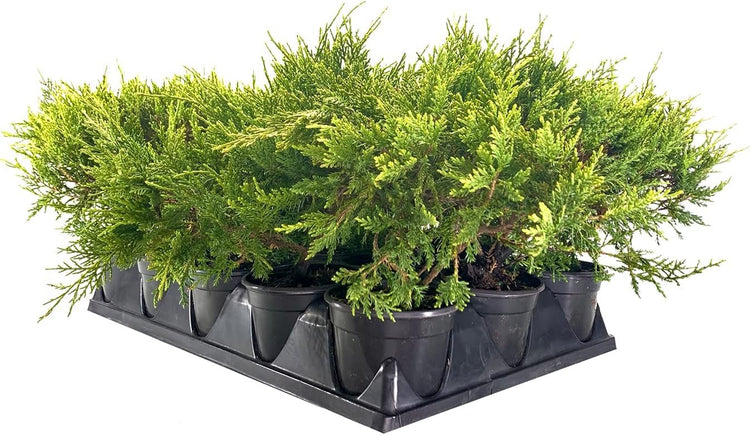 Old Gold Juniper - Live 4 inch Pots - Juniperus Chinensis - Evergreen Hardy