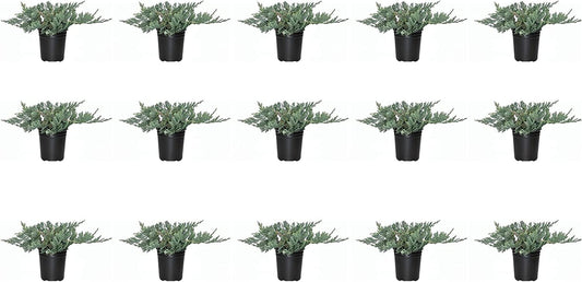 Blue Rug Juniper - 15 Live Plants - 4" Container Low Maintenance Evergreen Ground Cover