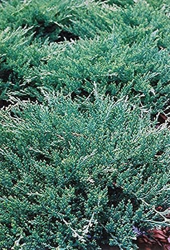 Green Sargent Juniper | Live 4 Inch Pots | Juniperus Chinensis | Drought Tolerant Cold Hardy Evergreen Groundcover Plants