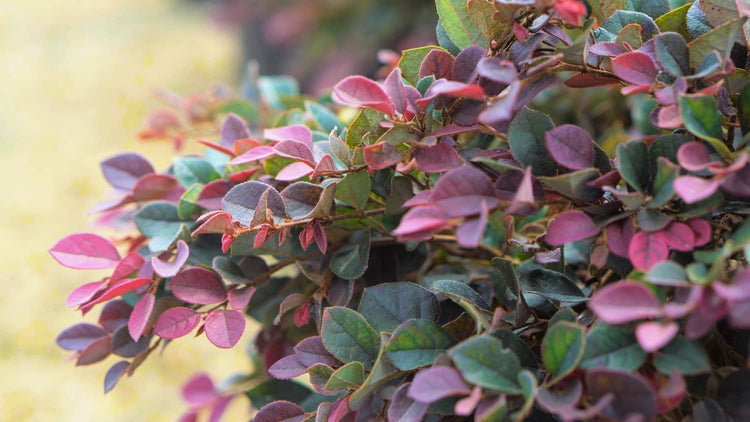 Loropetalum Ruby | Large Gallon Size Plants | Chinese Fringe Flower | Evergreen Flowering Shrub